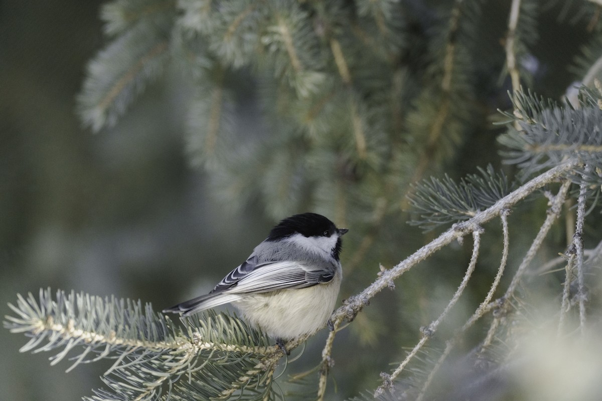 Black-capped Chickadee - Brock Gunter-Smith