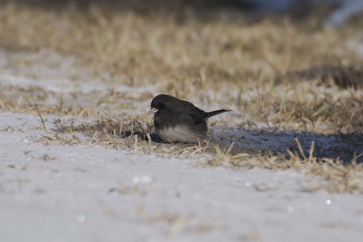 Junco ardoisé - ML411440801