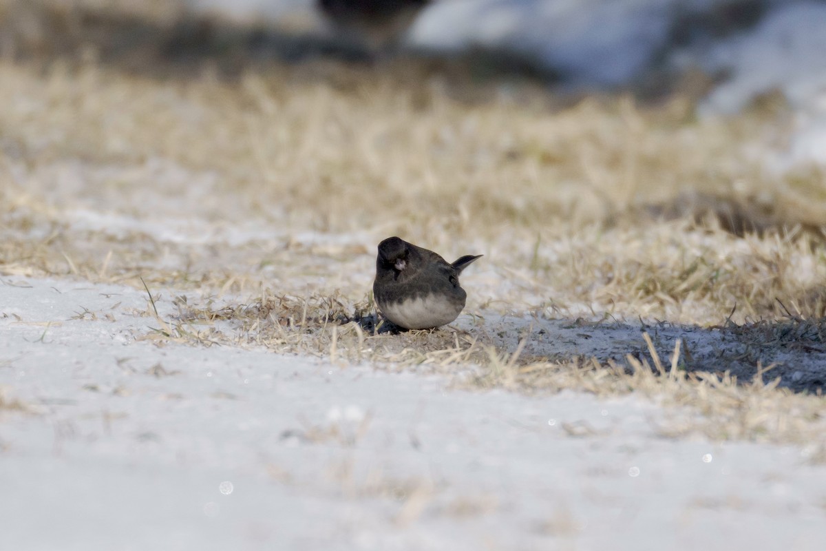 Junco ardoisé - ML411440811