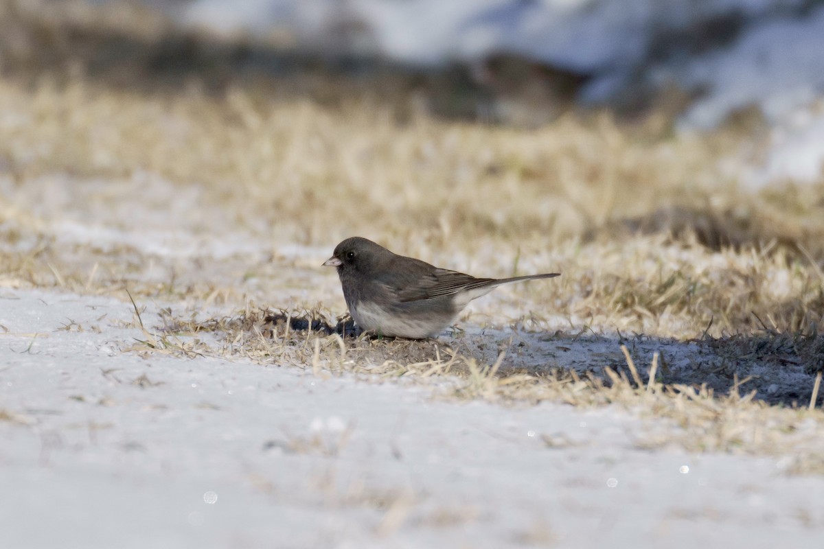 Dark-eyed Junco - ML411440841