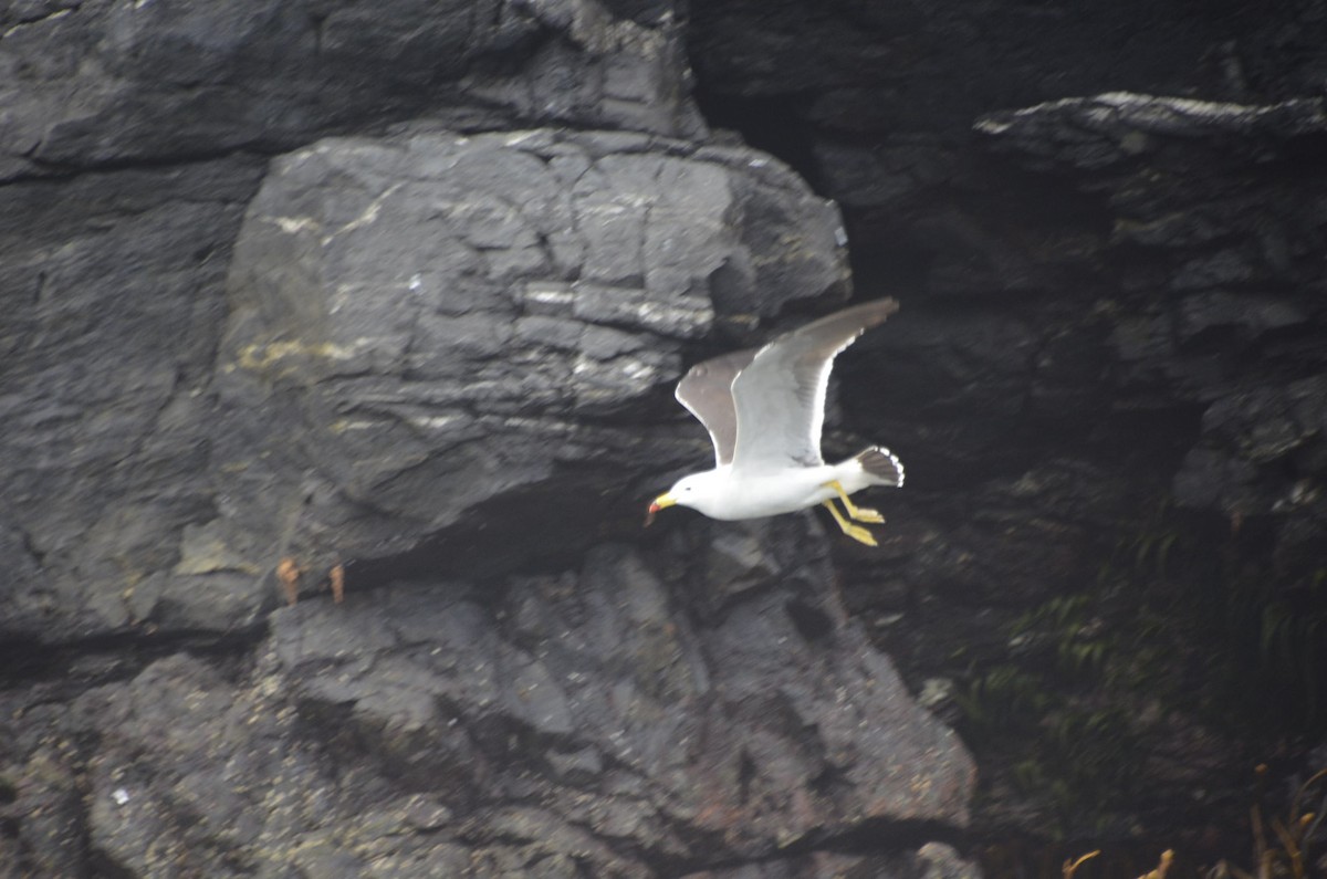 Belcher's Gull - ML411442111