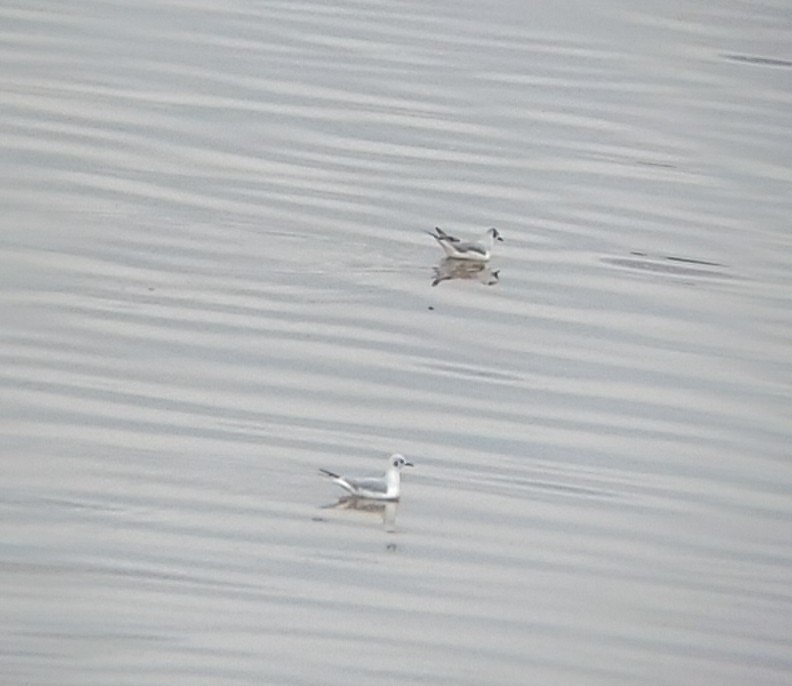 Bonaparte's Gull - ML411442911