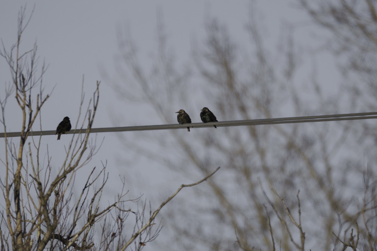 European Starling - ML411443881