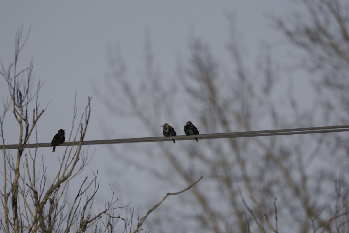 European Starling - ML411443931