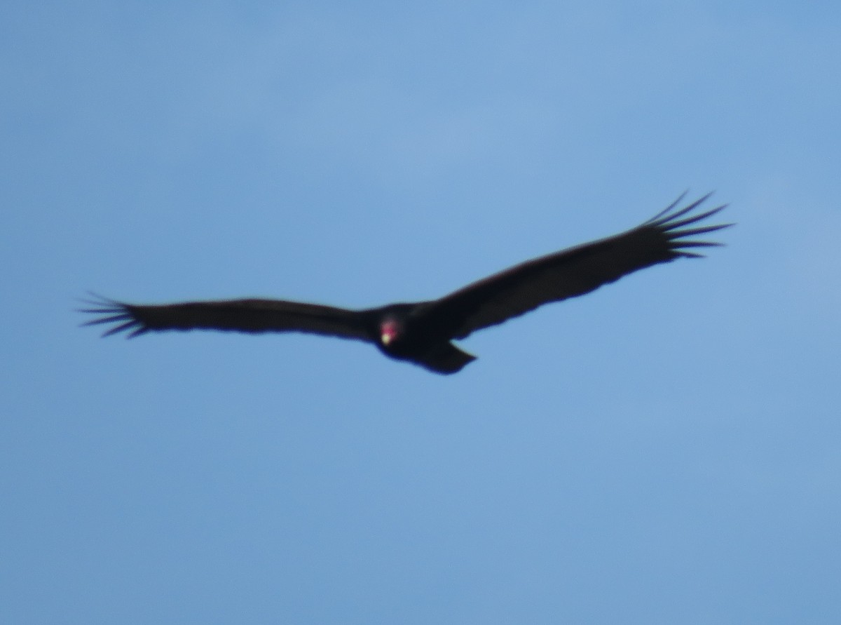 Turkey Vulture - ML411446551