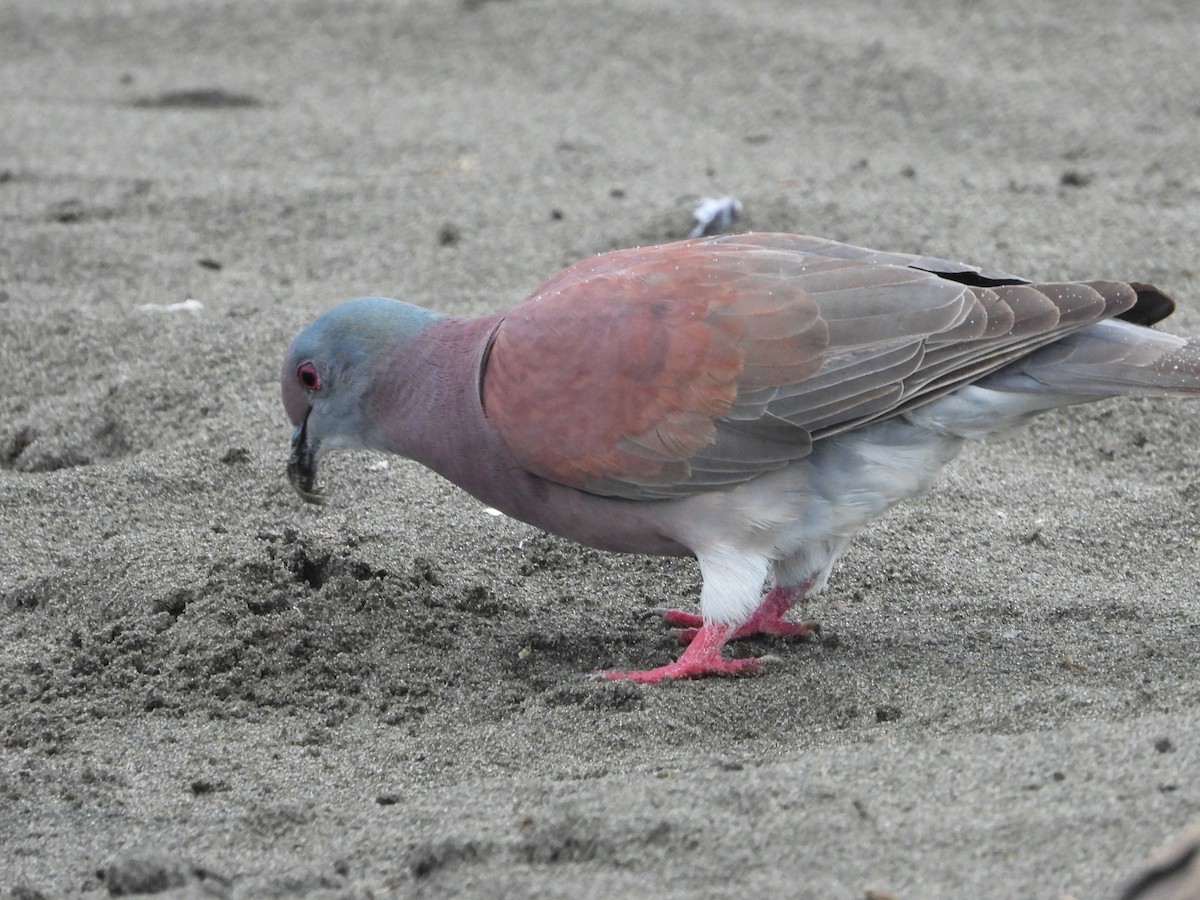 Pale-vented Pigeon - ML411446751