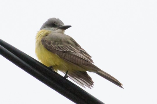 Tropical Kingbird - ML41144691