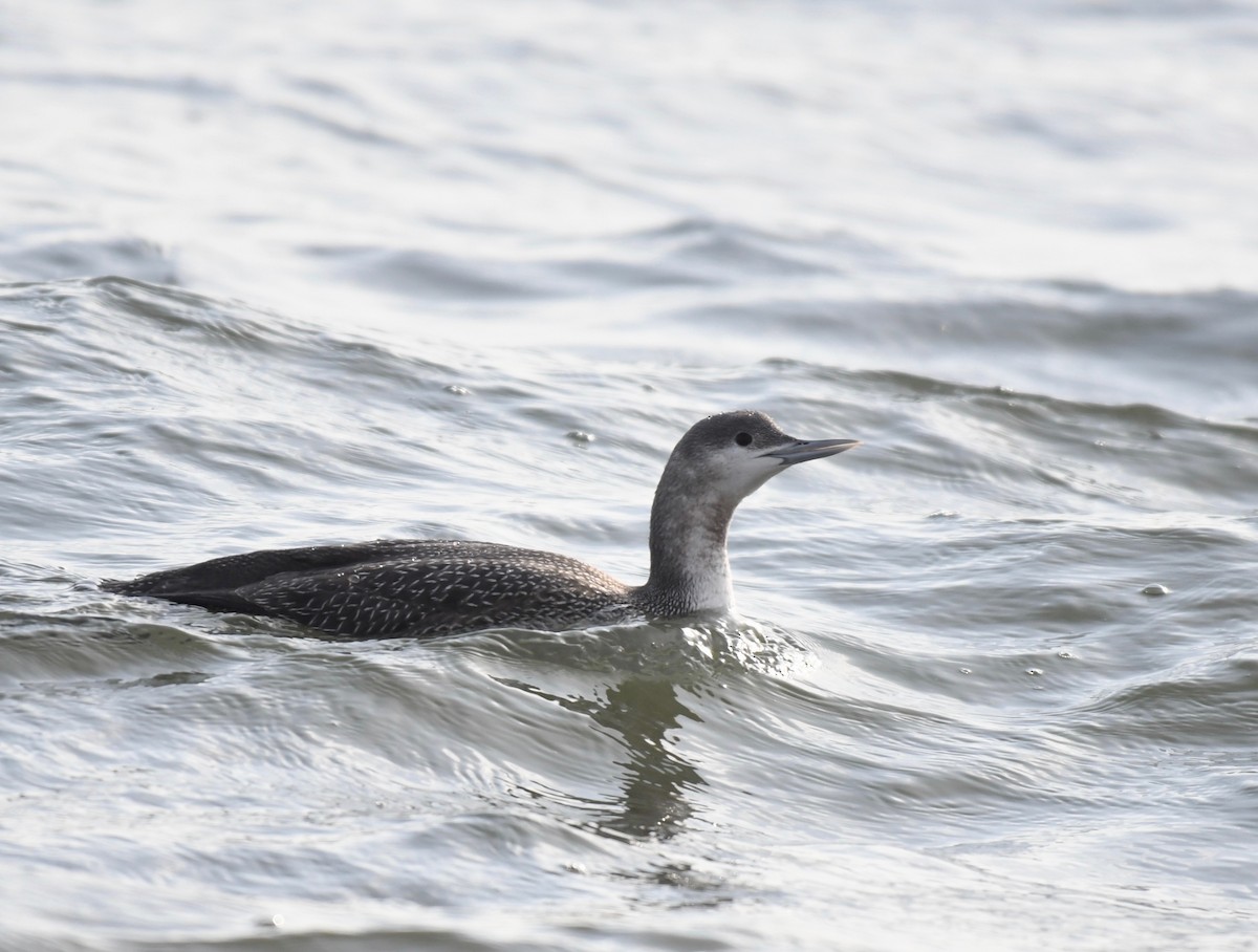 Red-throated Loon - ML411446941