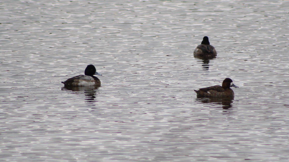 Lesser Scaup - ML411447511