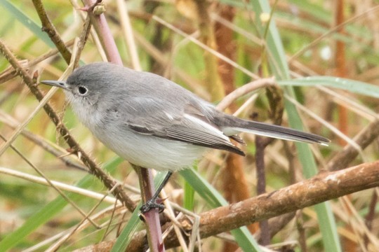 Blue-gray Gnatcatcher - ML41144791