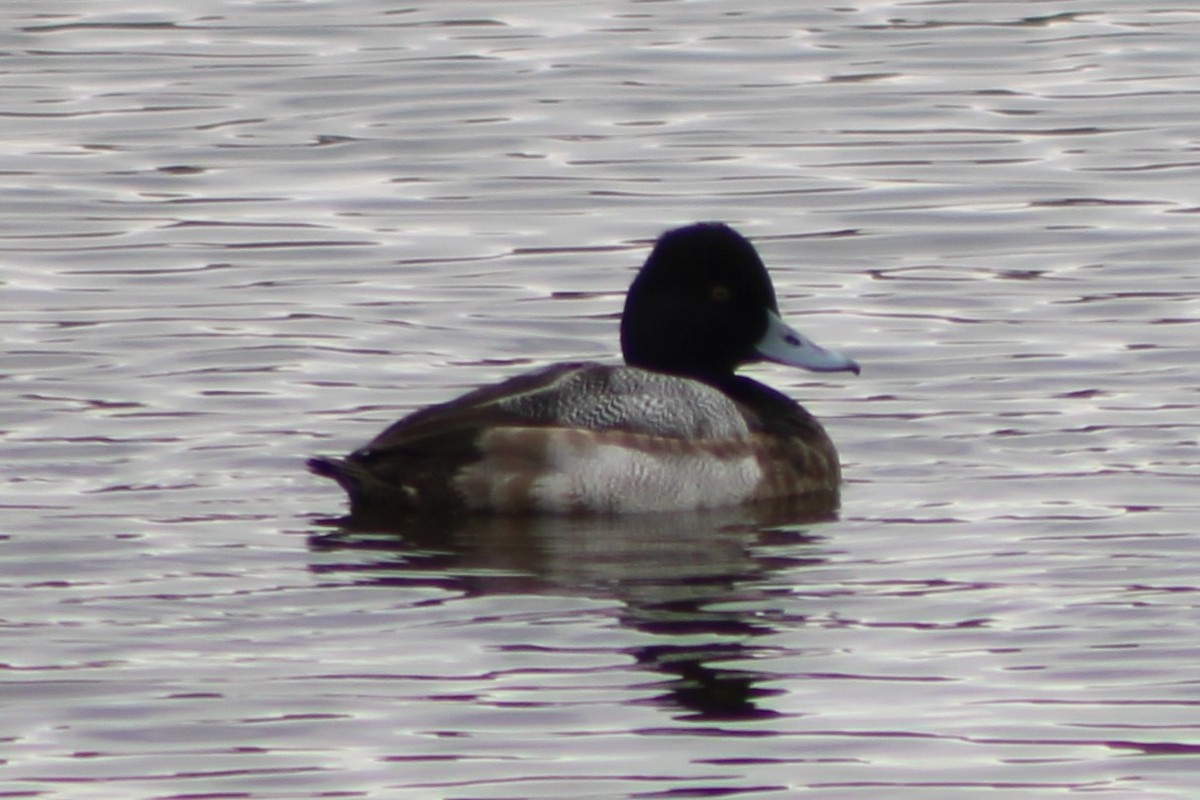 Lesser Scaup - ML411448011