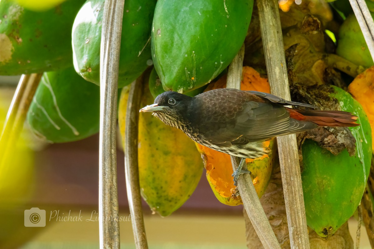 Maroon Oriole - Phichak Limprasutr