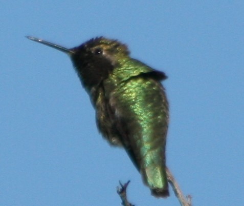 Anna's Hummingbird - ML411450201