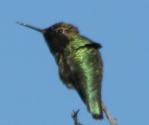 Colibrí de Anna - ML411450201