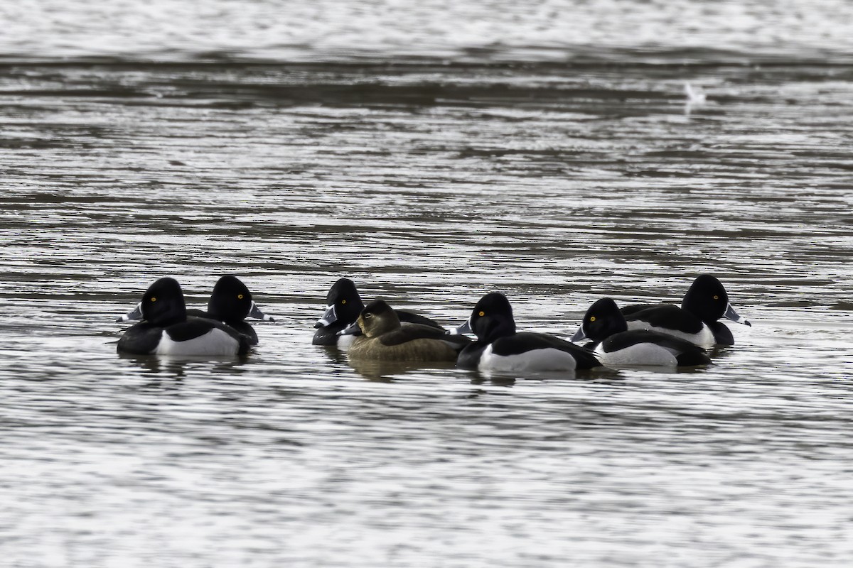 Ring-necked Duck - ML411450551