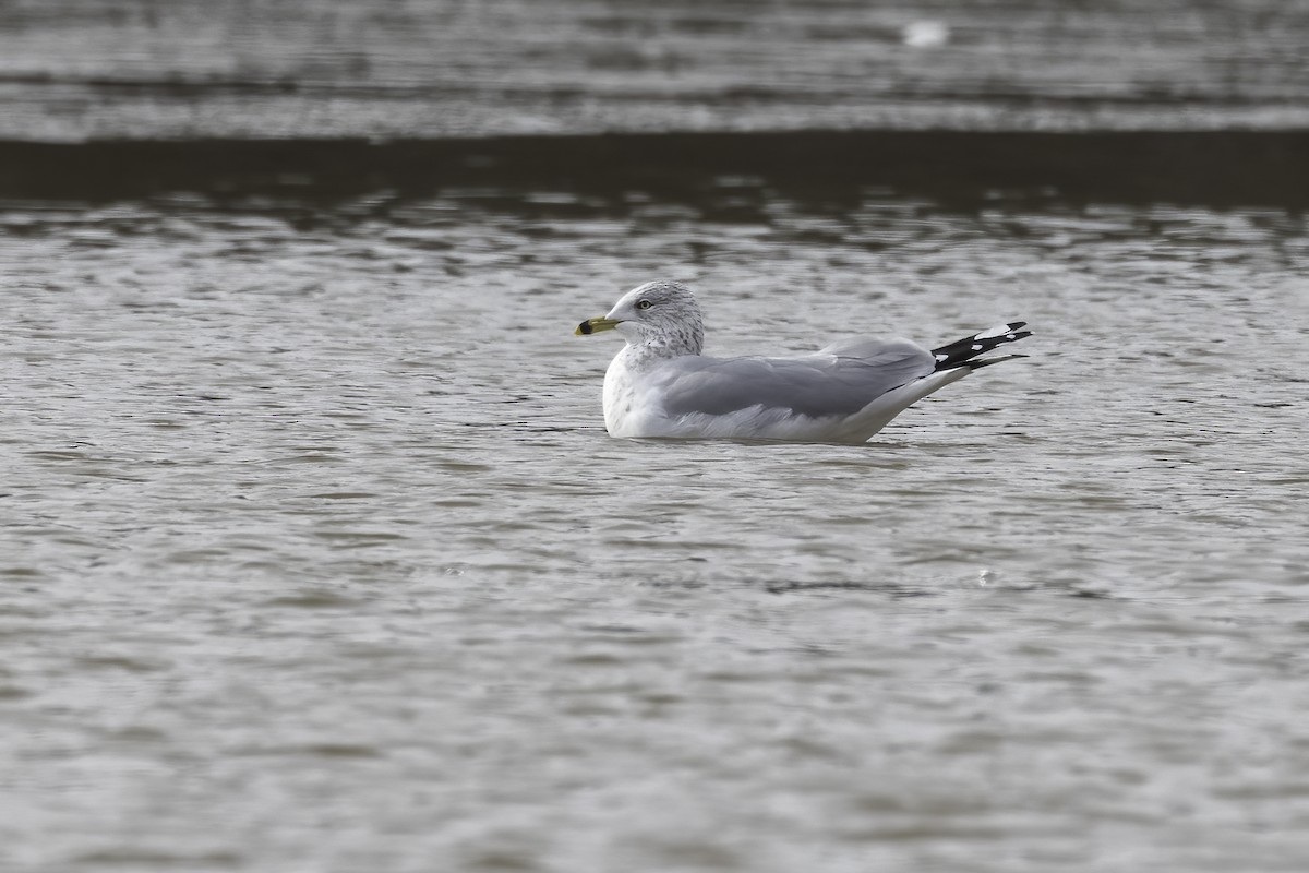 Ring-billed Gull - ML411450791