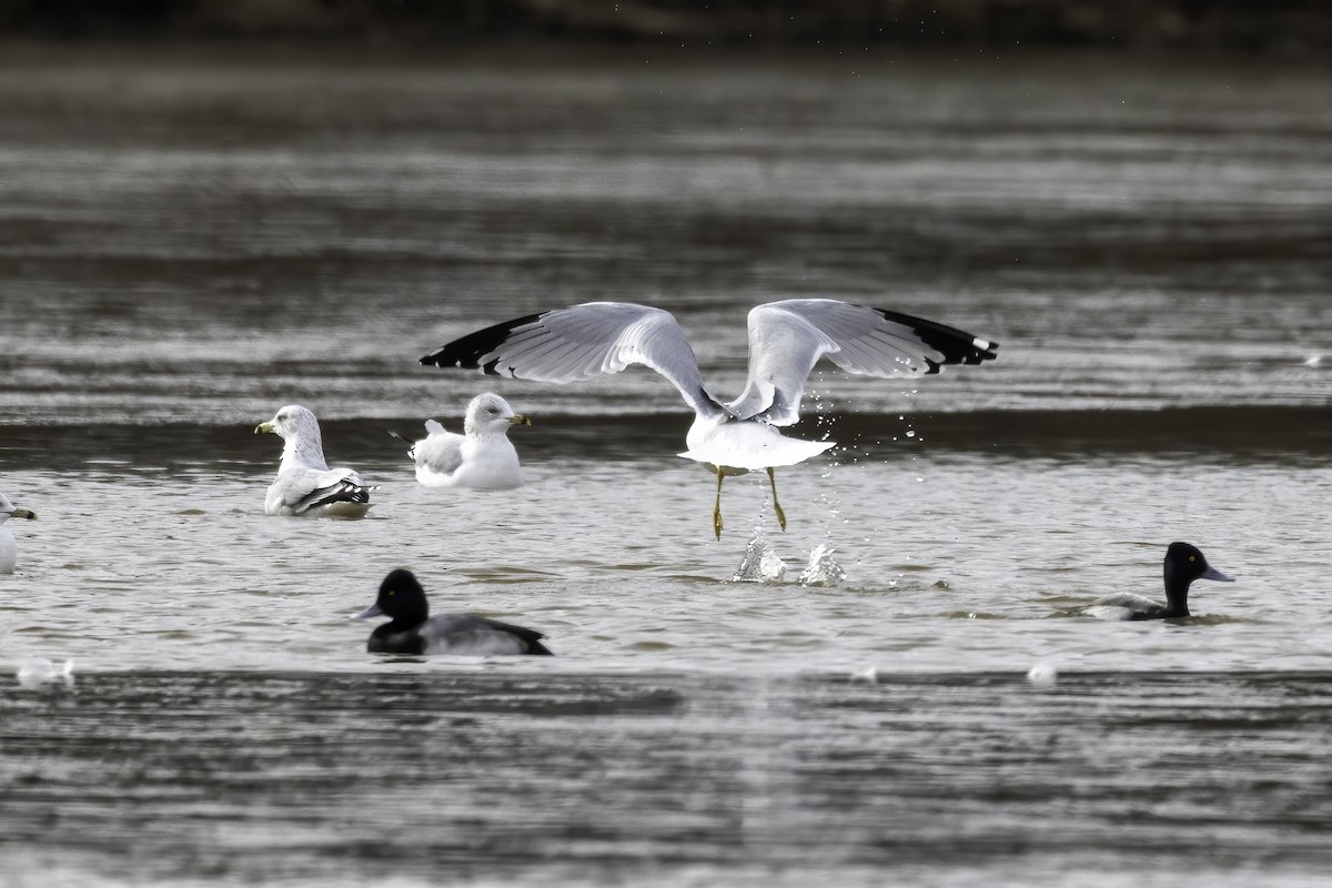 Ring-billed Gull - Mel Green