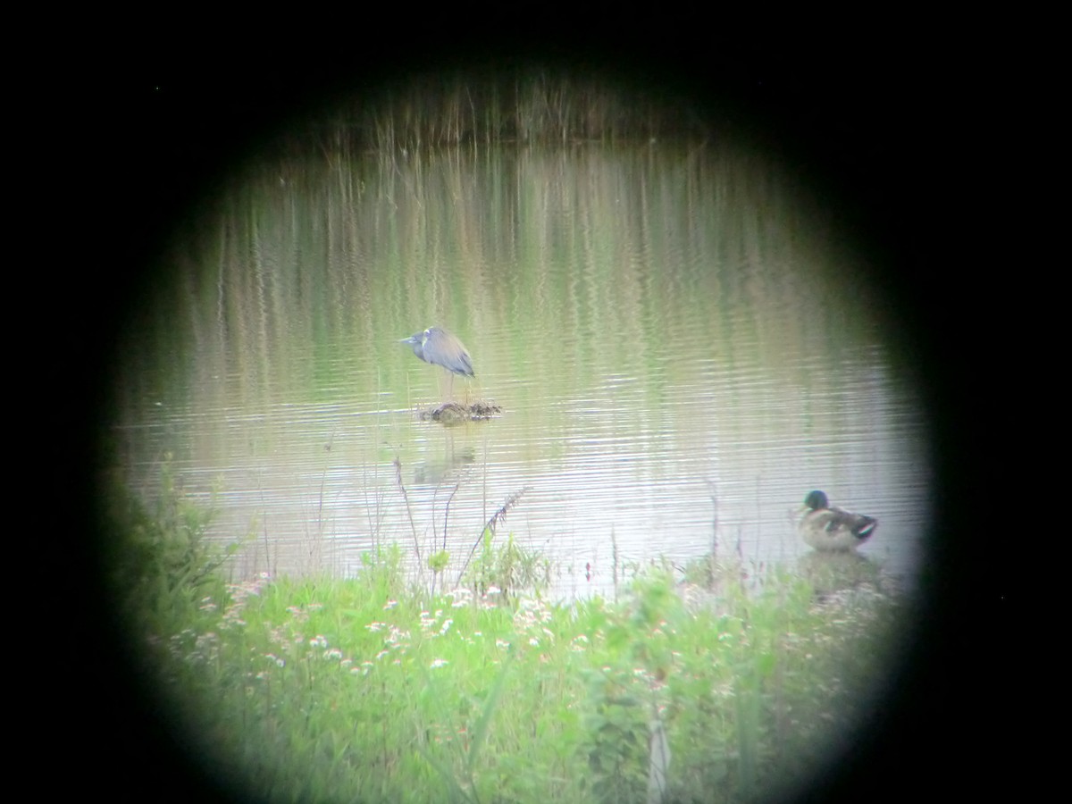 Tricolored Heron - ML41145161