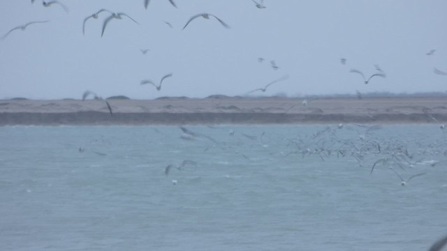 Laughing Gull - ML411452741