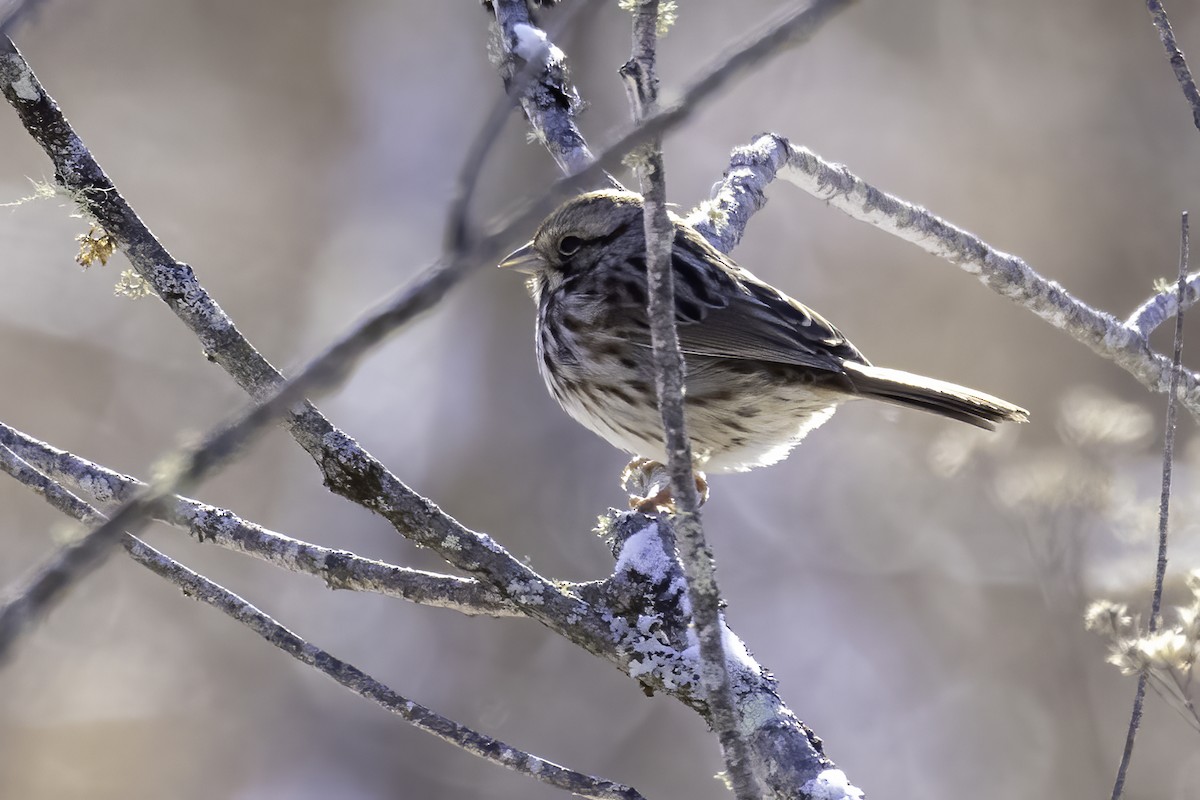 Song Sparrow - ML411454991