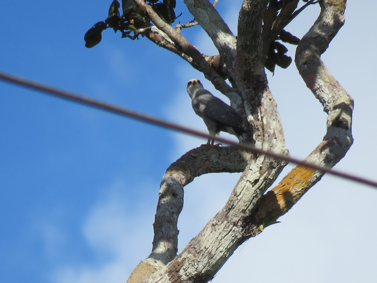 Gray-lined Hawk - ML411455421