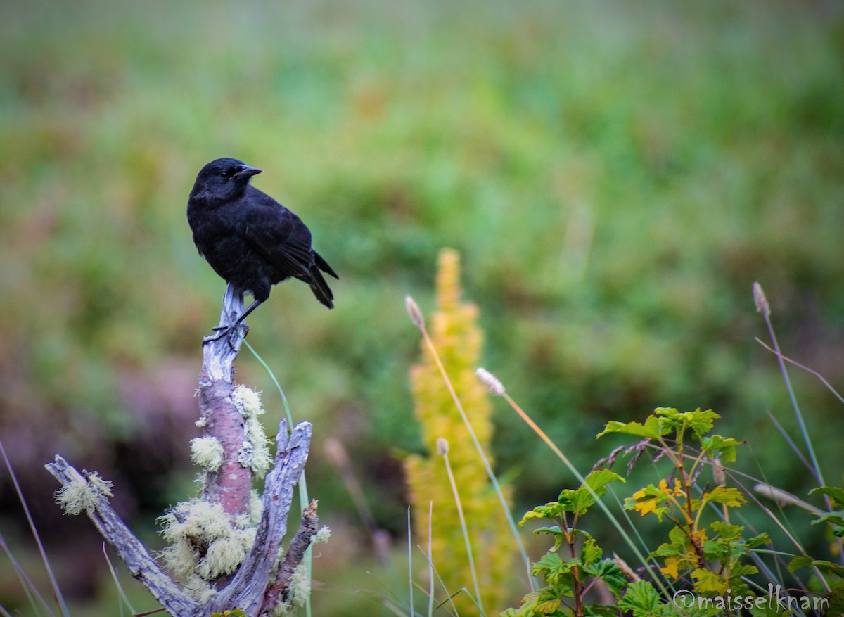 Austral Blackbird - RODRIGO AGUILAR
