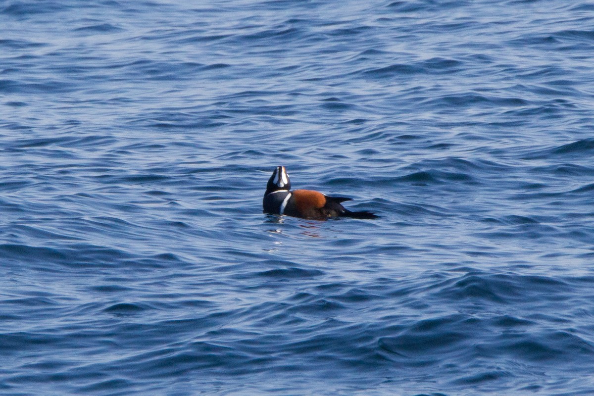 Harlequin Duck - bryan moon