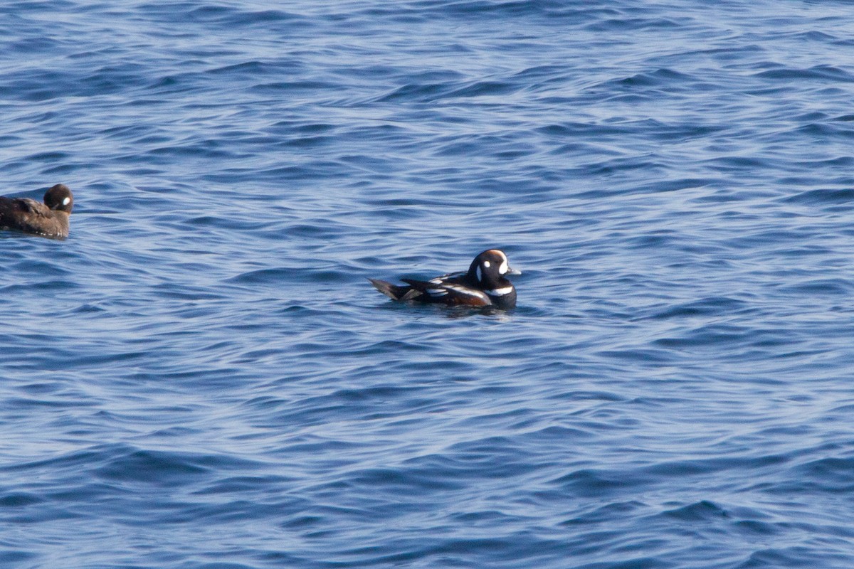 Harlequin Duck - bryan moon