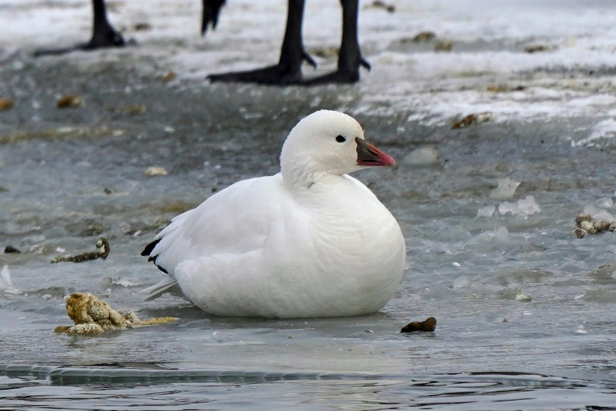 Ross's Goose - ML411456541