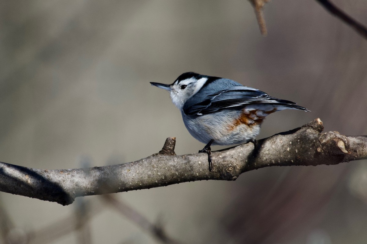 White-breasted Nuthatch - Leon Meintjes