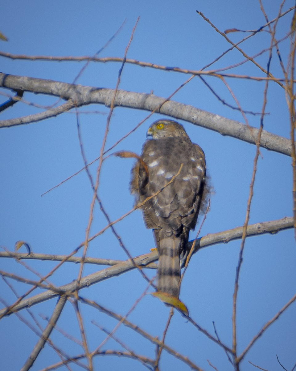 Sharp-shinned/Cooper's Hawk - ML411457611