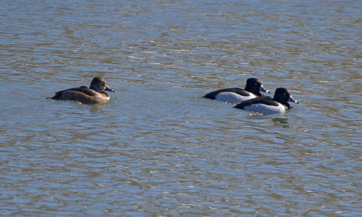 Ring-necked Duck - ML411458011