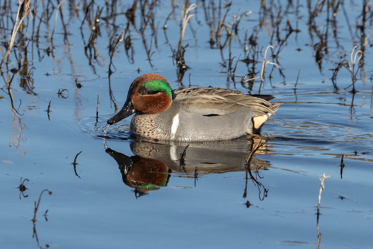 Green-winged Teal - ML411458941