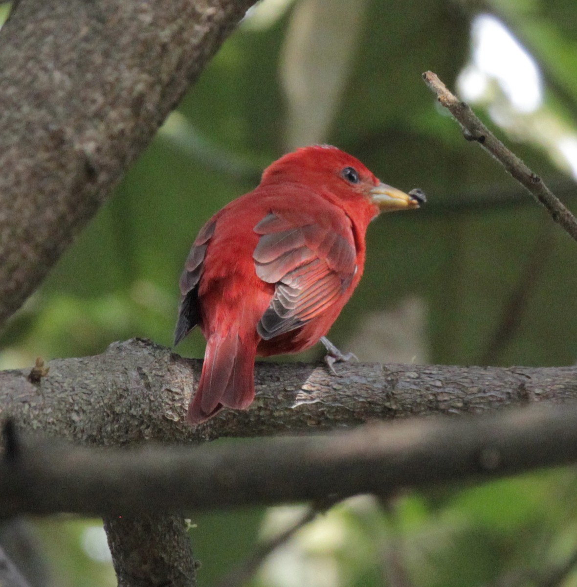 Summer Tanager - Doug Korver