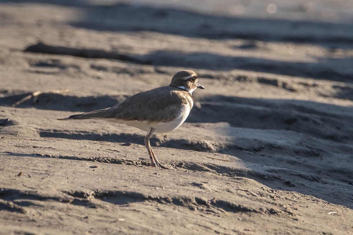 Killdeer - ML411459741