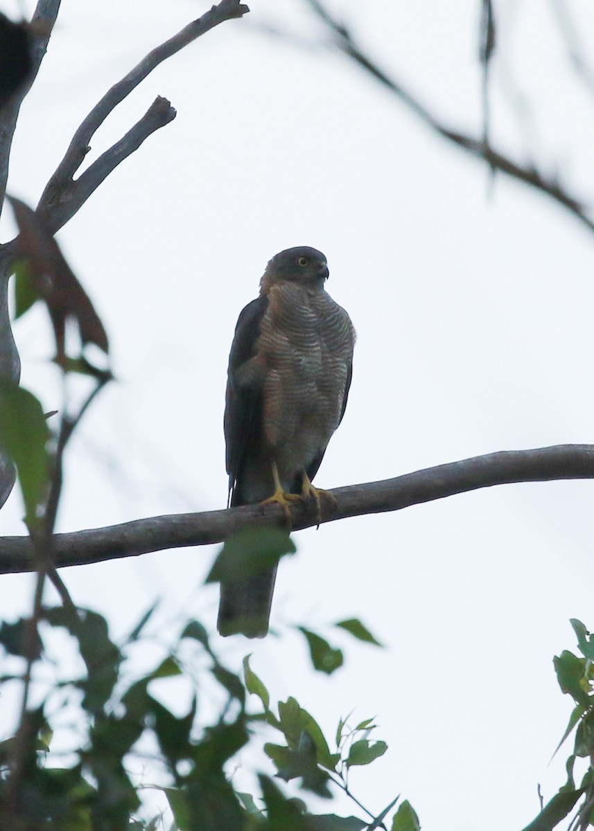 Collared Sparrowhawk - Martin Allen