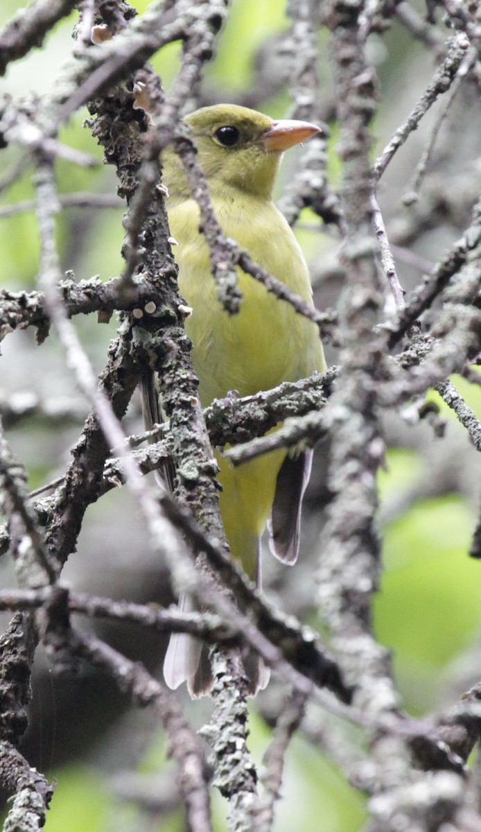 Summer Tanager - Doug Korver