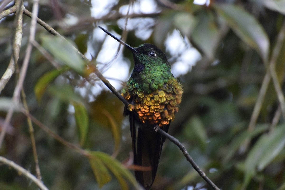 Goldbauchkolibri - ML411464881