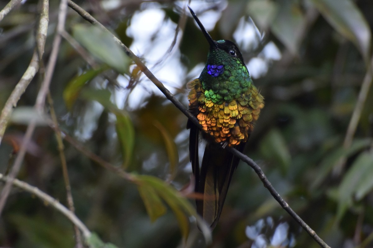 Goldbauchkolibri - ML411464911