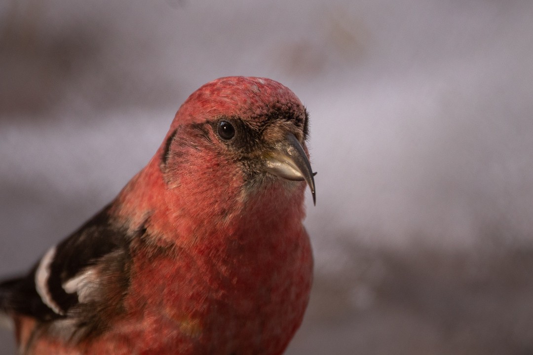 White-winged Crossbill - Rain Saulnier