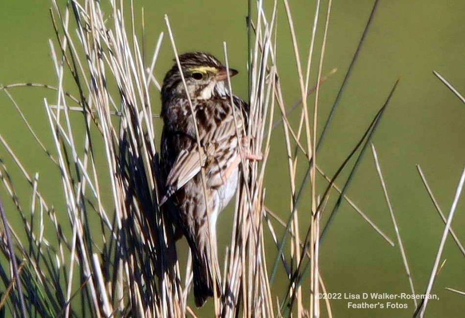 Savannah Sparrow - ML411466121
