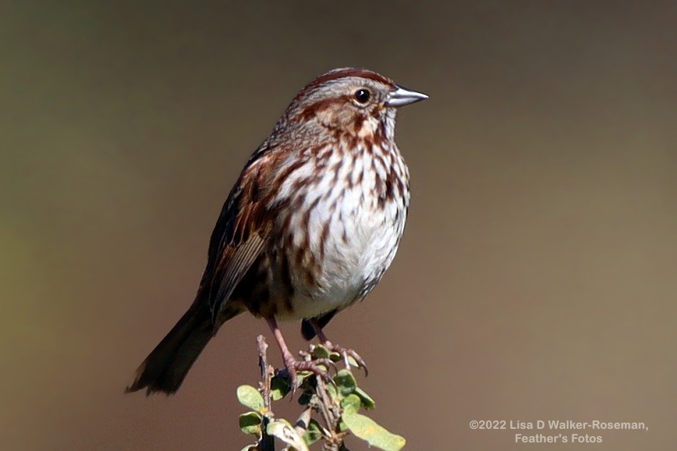 Song Sparrow - ML411466171