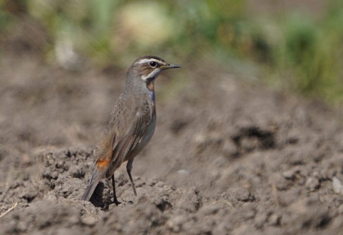 Bluethroat - ML411466201