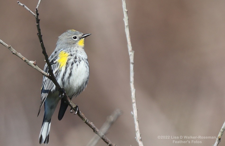 Yellow-rumped Warbler - ML411466481