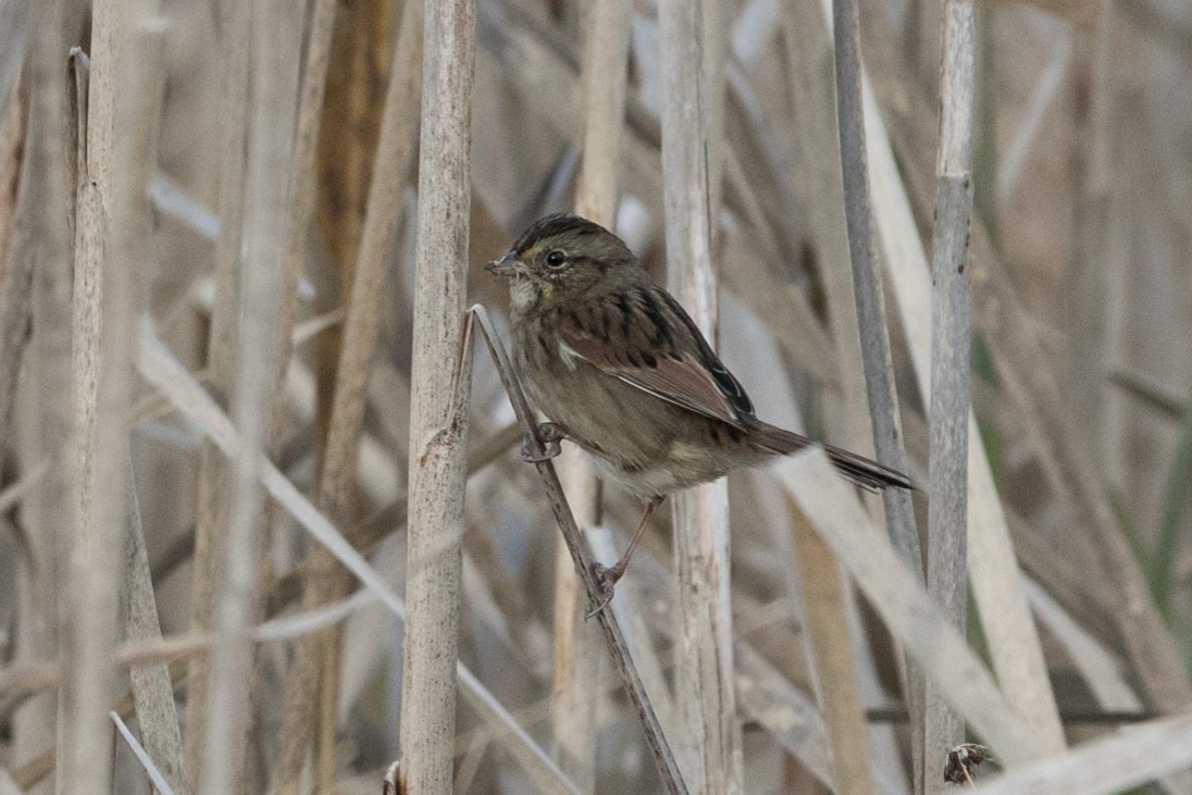 Swamp Sparrow - ML41146651