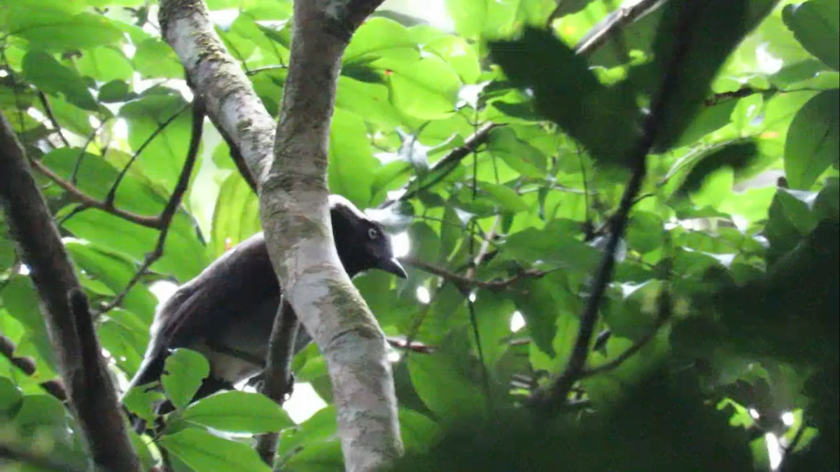 Azure-naped Jay - ML411466631