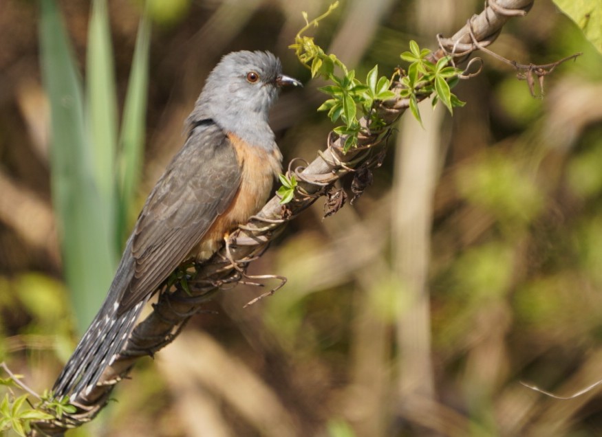 Plaintive Cuckoo - ML411467171