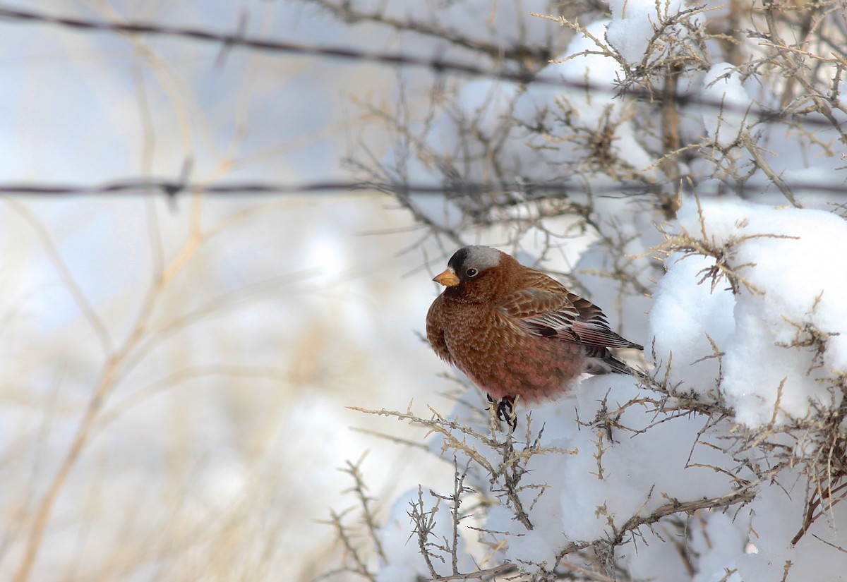 Gray-crowned Rosy-Finch - ML41146871