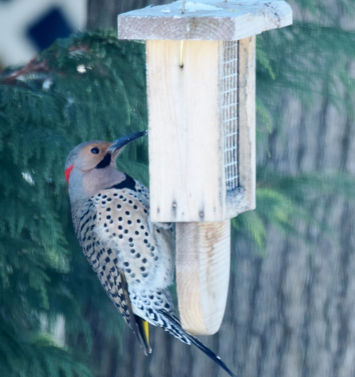 Northern Flicker - ML411469051