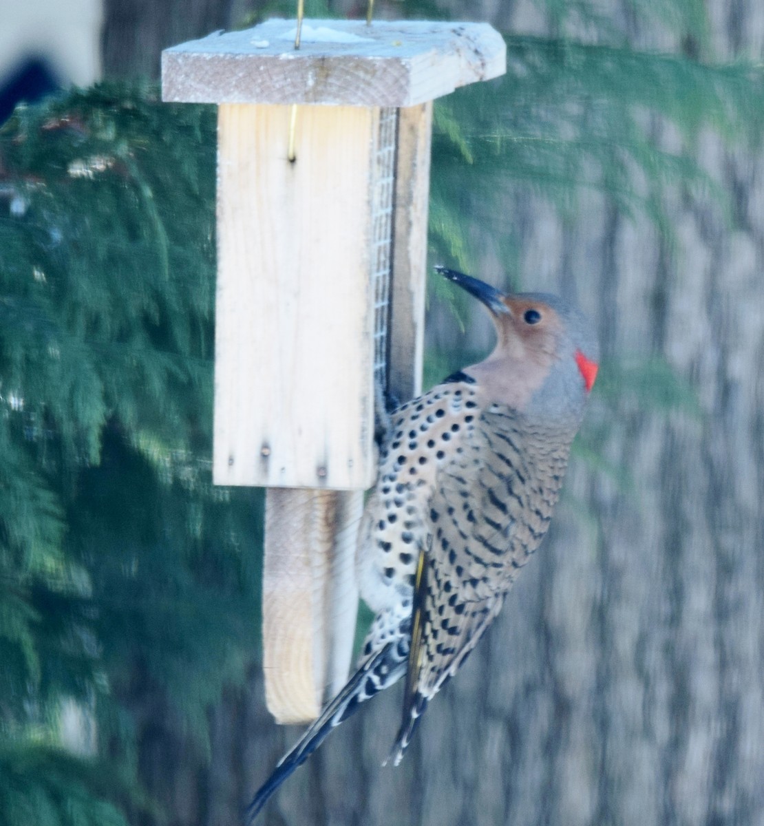 Northern Flicker - ML411469171